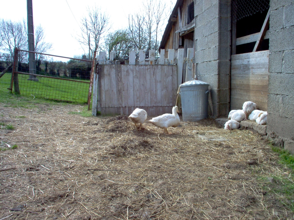 20050403 YOUNG MULLARD DUCKS.jpg